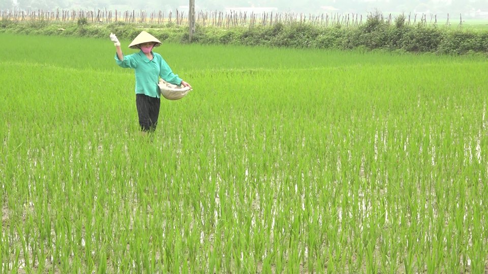 Chăm sóc lúa xuân giai đoạn đẻ nhánh