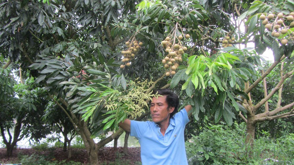 Tuyệt chiêu cho nhãn ra hoa trái vụ