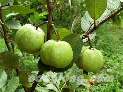 Trồng ổi lê Đài Loan cho thu nhập 250 triệu đồng/ha