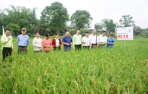 Giống lúa BC15-02
