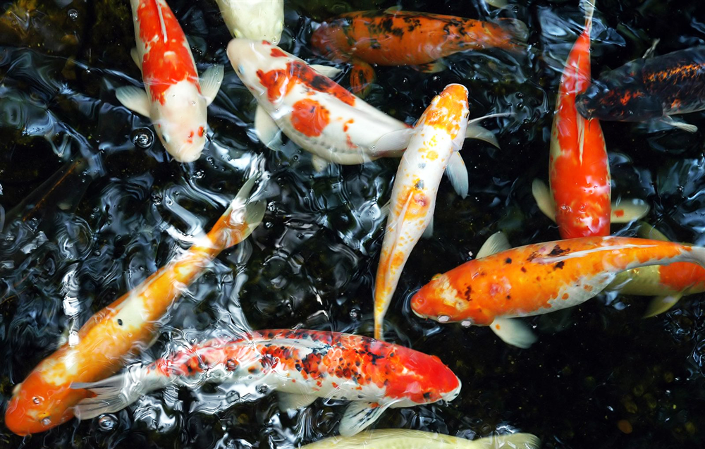 Thu nhập cao từ nuôi cá chép Nhật Bản
