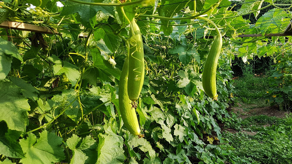 Làm giàu từ mô hình luân canh cây trồng