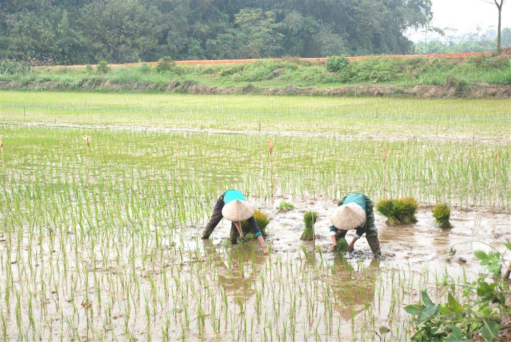 Chống nóng cho mạ, lúa mới cấy