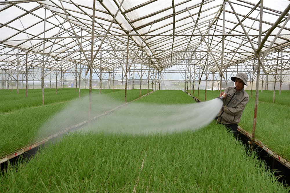 Kỹ thuật trồng rau màu trong nhà lưới