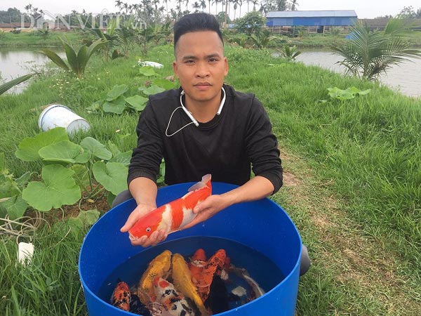 Kỹ sư bỏ lương cao về quê nuôi cá Koi