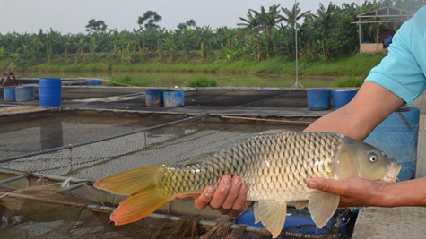 Kỹ thuật nuôi cá chép giòn