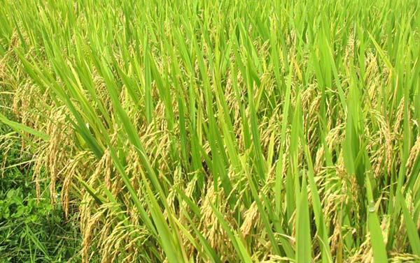 Giới thiệu giống lúa có triển vọng vụ mùa