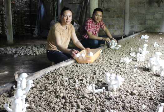 Thu nhập cao nhờ trồng nấm hoàng đế