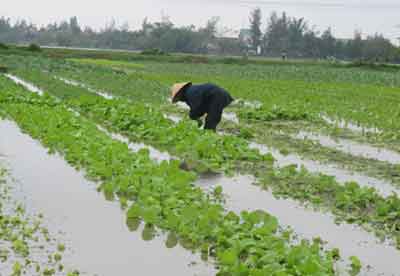 Những khuyến cáo khi trồng rau trong mùa mưa