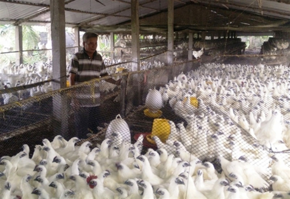 Ông Dưỡng nuôi gà ác