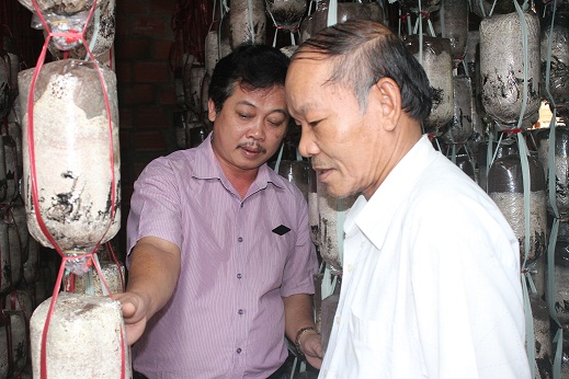 Khấm khá nhờ trồng nấm sò tím Nhật