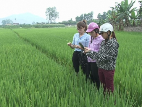 Chăm sóc lúa thời kỳ đứng cái, làm đòng