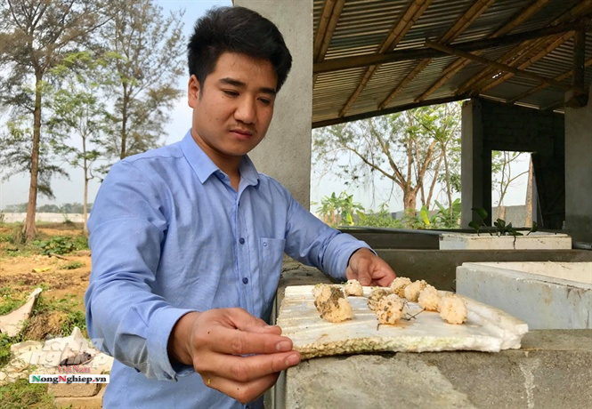 Ăn nên làm ra nhờ nuôi ốc nhồi