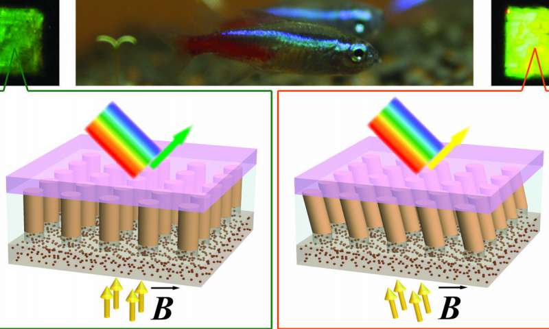 Phát triển vật liệu lấy cảm hứng từ cá thay đổi màu sắc bằng cách sử dụng vật liệu nano
