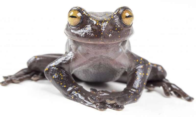 Phát hiện loài ếch cây mới ở dãy núi Andes, Ecuador