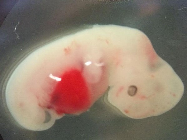 Các nhà khoa học cấy thành công tế bào người vào phôi lợn
