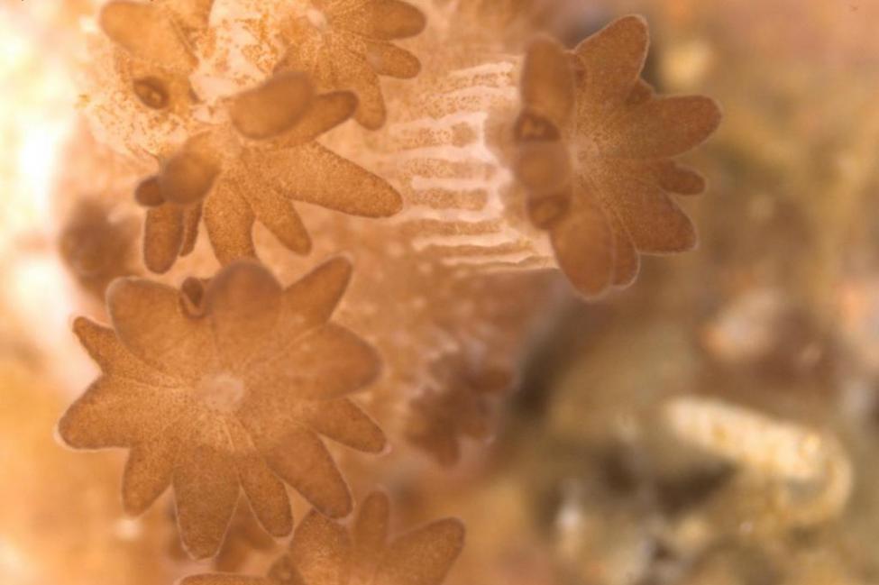 Mối quan hệ giữa san hô và tảo có thể giúp ngăn chặn hiện tượng tẩy trắng san hô