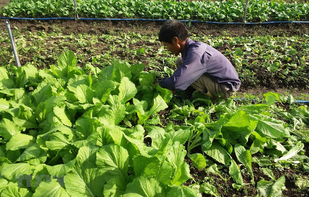 Nông dân Bà Rịa - Vũng Tàu thành công với nông nghiệp hữu cơ