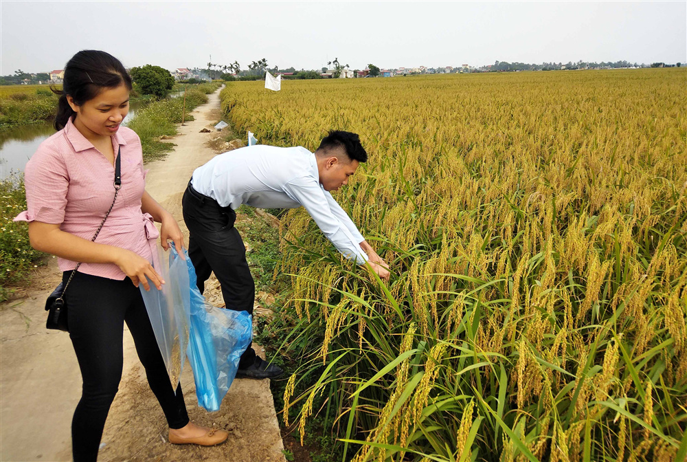 Xây dựng thành công mô hình sản xuất lúa nếp xoắn Tân Trào thương phẩm theo tiêu chuẩn VietGAP