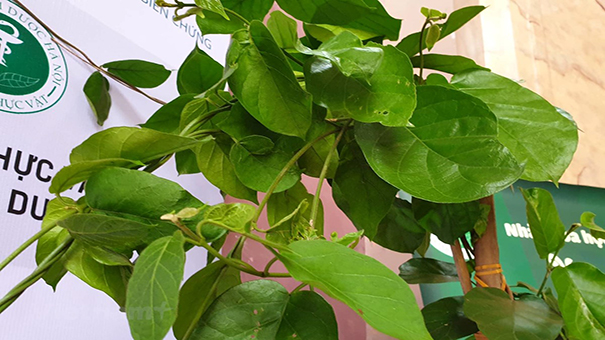 Việt Nam công bố 'vũ khí' từ thảo dược chống bệnh đái tháo đường