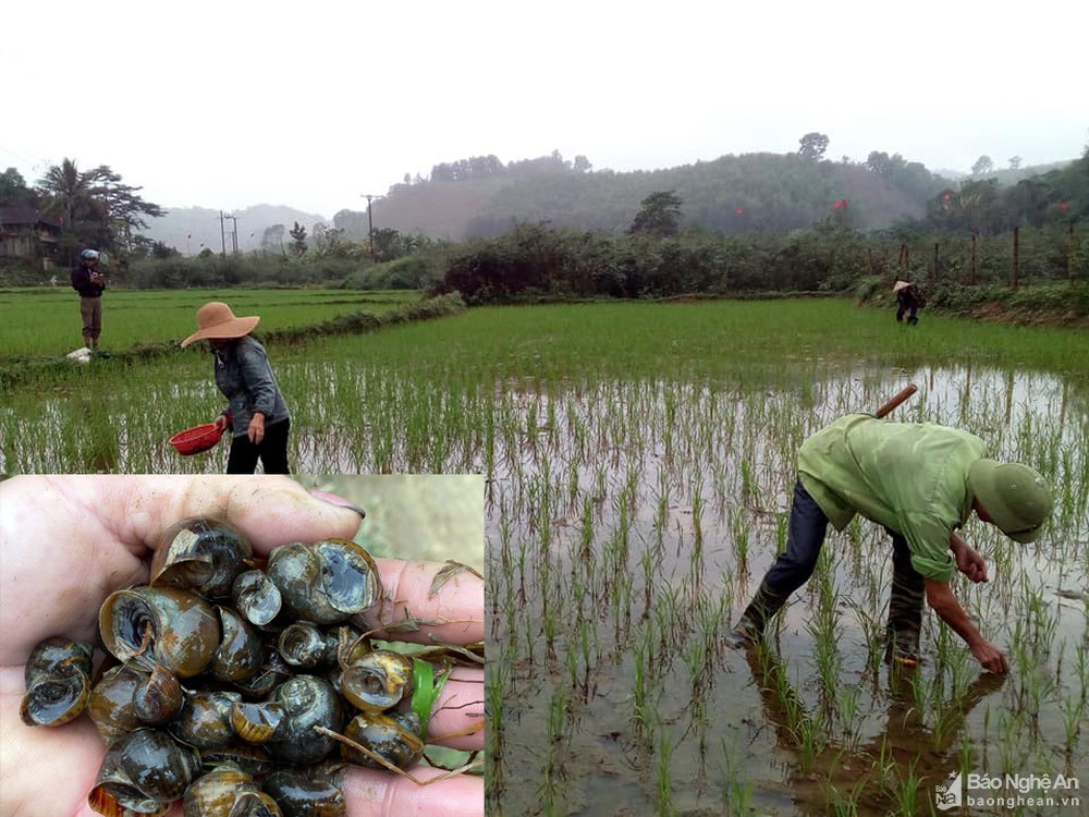 Quản lý ốc bươu vàng bảo vệ lúa xuân