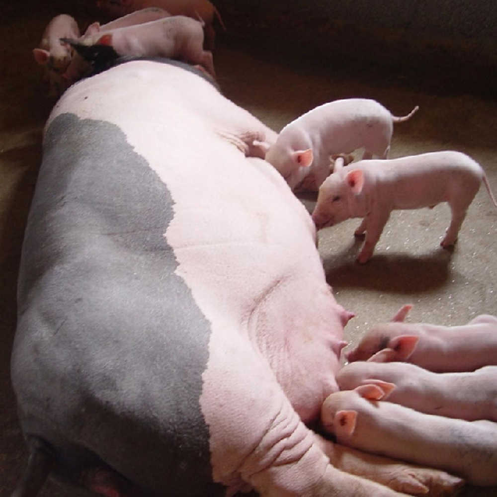 Kinh nghiệm khắc phục lợn nái đẻ ít con