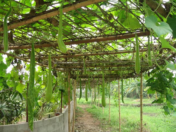 Kỹ thuật trồng và chăm sóc cho cây bầu nhiều quả