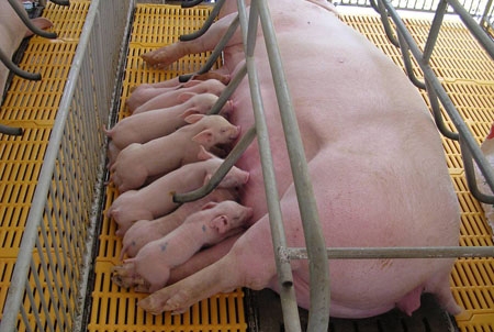Kinh nghiệm chăn nuôi và chăm sóc lợn nái mang thai