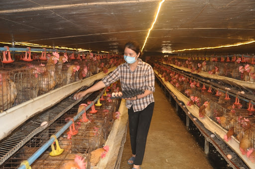 Mô hình chăn nuôi gà lai cho hiệu quả kinh tế cao