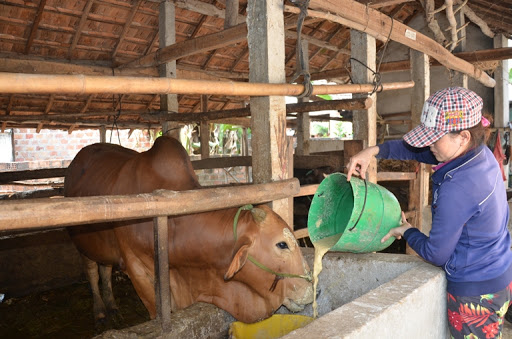 Các biện pháp phòng chống thiếu nước cho đàn vật nuôi