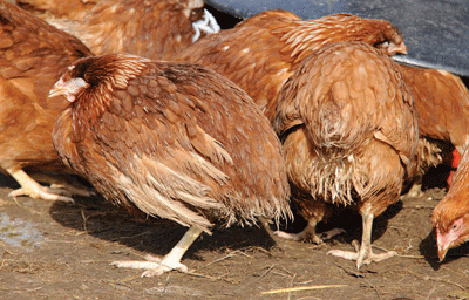 Bệnh cầu trùng nguy hại trong chăn nuôi gà