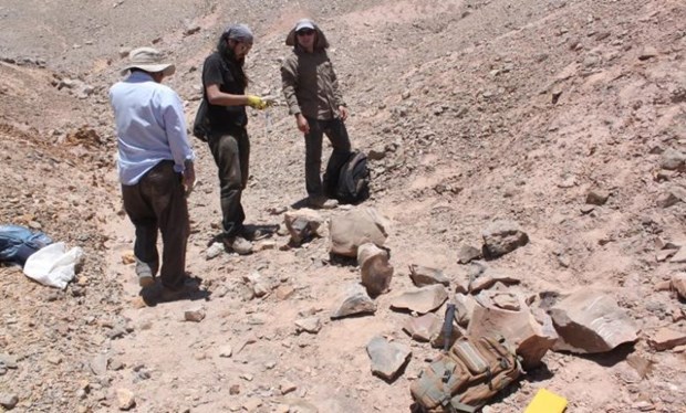 Chile phát hiện hóa thạch bò sát biển khổng lồ thuộc kỷ Jura