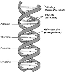 Mô hình cấu trúc DNA.