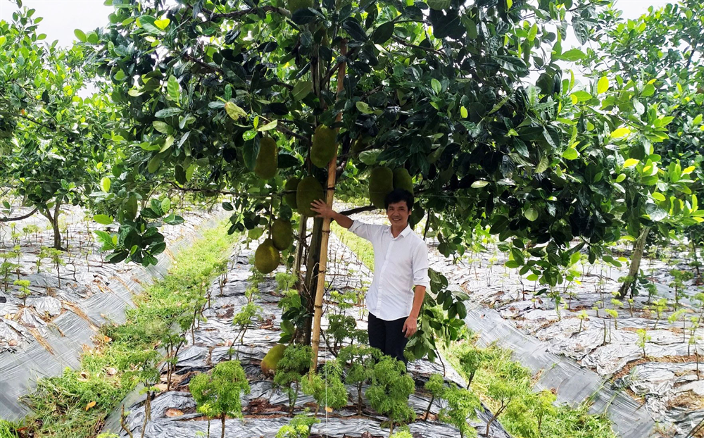 Mô hình làm giàu từ trồng xen Đinh lăng - Mít Thái