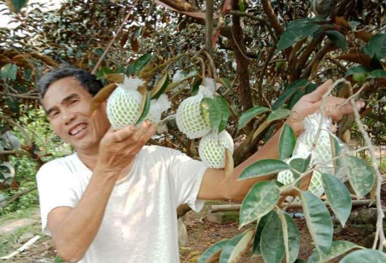 Người tiên phong đưa cây vú sữa về Bắc Giang