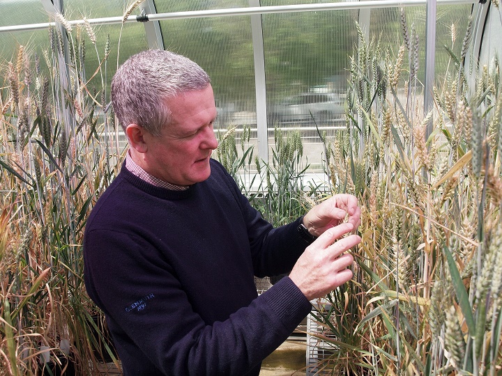 Phó giáo sư Ken Chalmers đang kiểm tra các hạt lúa mì trồng trong nhà kính.