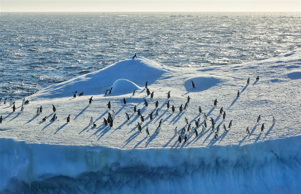 Nam Cực nóng kỷ lục