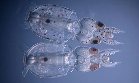 Lần đầu tiên biến đổi gene loài mực để phục vụ thí nghiệm