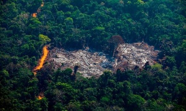 Khủng hoảng khí hậu khiến cho những cánh rừng của thế giới thu hẹp và ‘trẻ’ hơn đáng kể