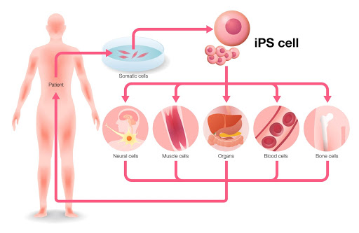 Lần đầu tiên thử nghiệm thành công tế bào gốc phôi điều trị bệnh gan