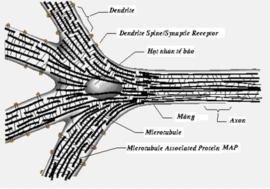Sơ đồ vùng trung tâm của neuron cho ta thấy những microtubule nối liền với nhau bởi các MAP.