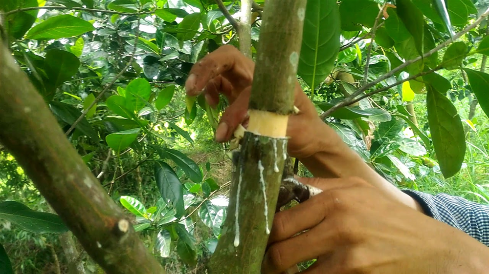 Kỹ thuật ghép cây mít sai quả