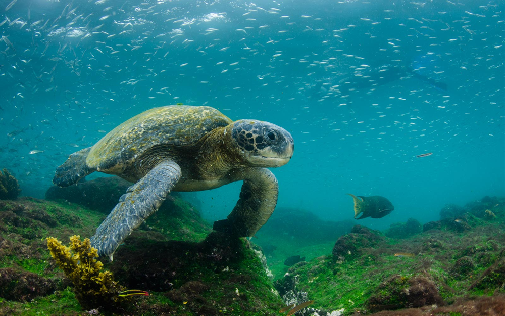 Ecuador phát hiện 30 loài động vật không xương sống mới ở Galapagos