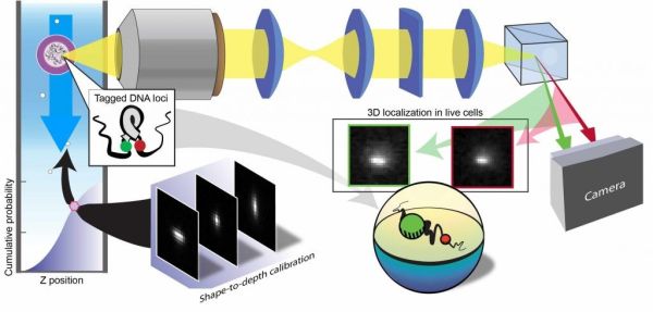 Các nhà khoa học Israel phát triển phương pháp chụp ảnh 3D các quá trình di chuyển của các tế bào sống