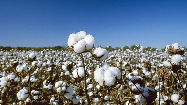 Phát hiện ra loại protein quan trọng có khả năng chống lại sự xâm nhập của virus trong thực vật; lai tạo giống bông mới để giảm ô nhiễm; Robot thông minh phục vụ cho trạm thủy điện