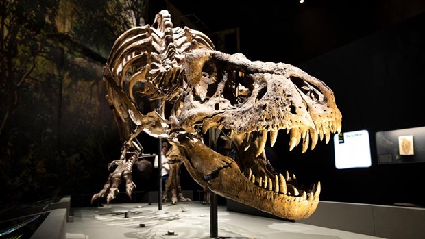 Phát hiện hóa thạch 'quái vật' săn mồi 70 triệu năm tuổi ở Argentina