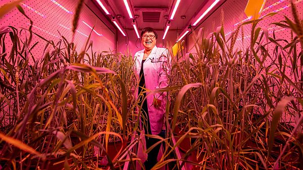Các nhà khoa học Trung Quốc đã chỉnh sửa 4 gen ở lúa lai và thu được những cây có thể nhân giống vô tính thông qua hạt.
