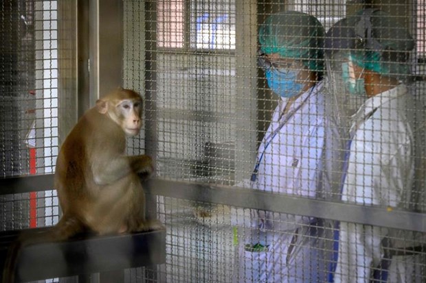 Thái Lan tiếp tục thử nghiệm vắc-xin chống COVID-19 trên loài khỉ