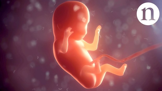 Nghiên cứu về giai đoạn phát triển chưa từng khám phá của bào thai