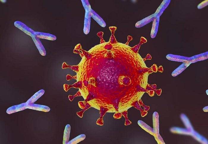 Kháng thể tấn công virus: Y học giờ đây đã thành công trong việc bắt chước tạo ra vũ khí hữu hiệu nhất của hệ miễn dịch.